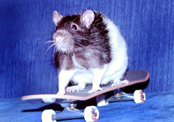 Rat Racing Through Life