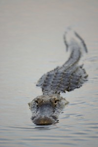 Alligator swimming in marsh at Everglades National Park